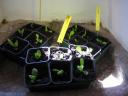 seedlings-in-salon-1.jpg