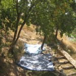 mirabelle harvesting