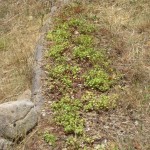 sedum after trim