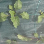 Beetroot growing