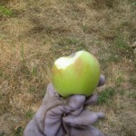 Falstaff apple
