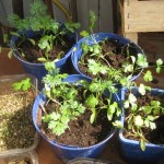 Potted on coriander