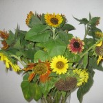 Sunflowers aug 26