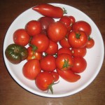 Tomates Aug 12