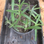 Verbena cuttings
