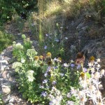 lilac bed weeded aug