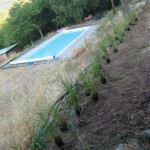 planting up grasses calabert garden