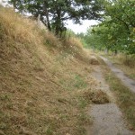 strimming roadside