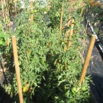 tomatoes on stakes aug 12
