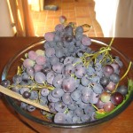 Grapes for juicing
