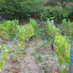 Weeds in vineyard