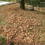 fallen birch leaves