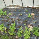thurs planted winter lettuce