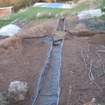 Potager path 2