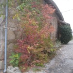 viburnum colour