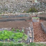 final potager path 1