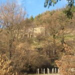 House in the trees