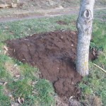 repairs to walnut tree