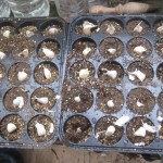 sowing garlic