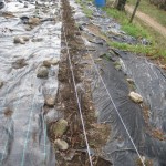 Asparagus weeded