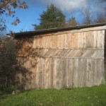 Honeysuckle on stable wall