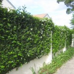 Murraya hedge