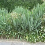 Phormium and daisies