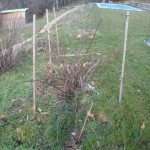 Pruned blackberries