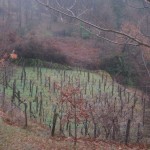 Vineyard in Feb