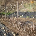 Weeded and pruned raspberries