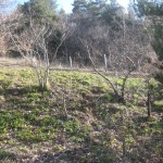 pruned quinces