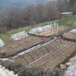 Potager mid March