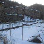 potager under snow 2010