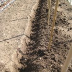 potato trench