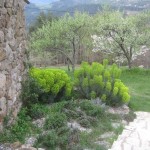 Euphorbias in herb garden