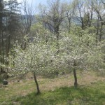 apple trees lower terraces