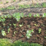broad beans and peas 1