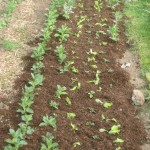 broad beans lettuce