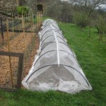 broad beans tucked up