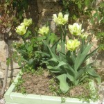 courtyard tulip detail