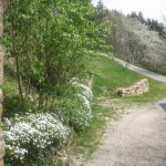 lilac bed long view end april