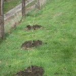 mulched fruit trees