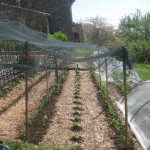 peas and beans mulched