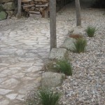 stipa gigantea