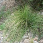 stipa gigantea under rose