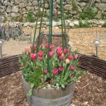tulip barrel detail