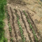 weeded beetroot