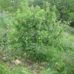 White currant somewhere under the weeds