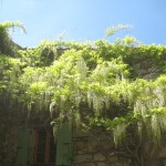 Wisteria starting