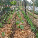 aubergine planted
